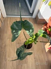 alocasia stingray frydek variegata ficus