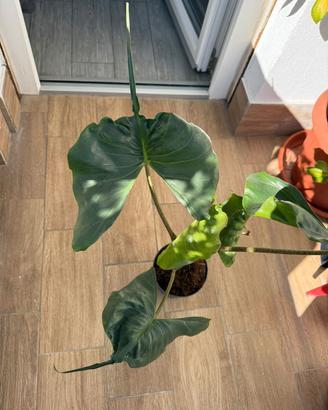 alocasia stingray frydek variegata ficus