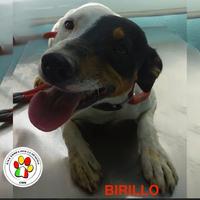 ADOZIONE BIRILLO giovane maschio bodeguero tg. pic
