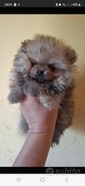 Cuccioli Pomerania