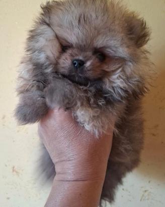 Cuccioli Pomerania