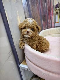 Maltipoo Particolor Toy