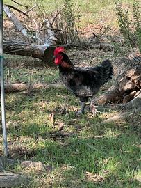 Gallo Marans