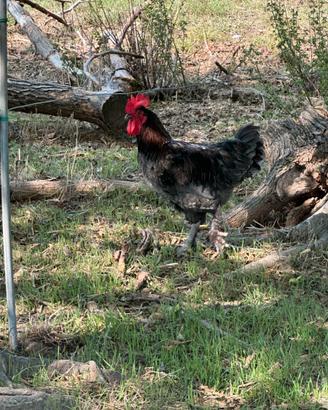 Gallo Marans