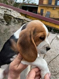 Cuccioli beagle