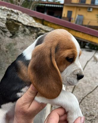 Cuccioli beagle