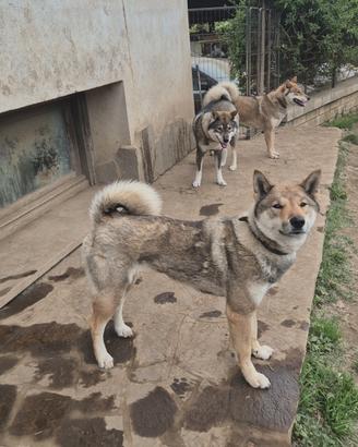 shikoku ken femmina