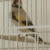 Coppie Major M Eumo, F Anc