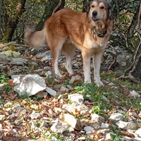 Piccolo gregge con cani