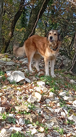 Piccolo gregge con cani