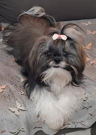 Accoppiamento Shih tzu