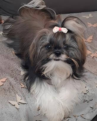 Accoppiamento Shih tzu