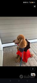 vestito per cani