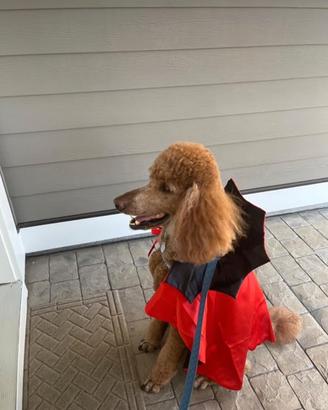 vestito per cani