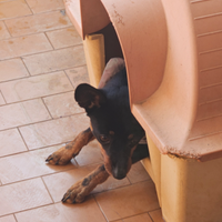 Tolgo cucciolo di pincher