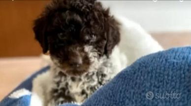 Cuccioli Lagotto Romagnolo pedigree Roy