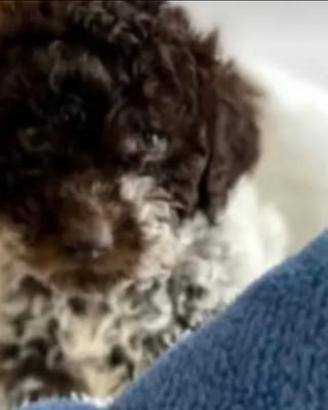 Cuccioli Lagotto Romagnolo pedigree Roy