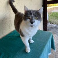Gatto grigio