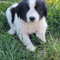 Cuccioli border collie