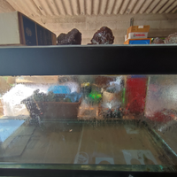 Acquario 230l o terrario