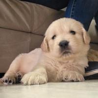 Cuccioli di Golden Retriever Americani
