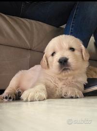 Cuccioli di Golden Retriever Americani