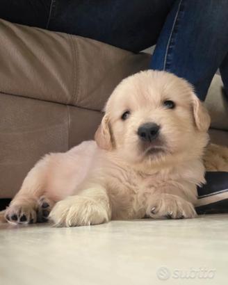 Cuccioli di Golden Retriever Americani
