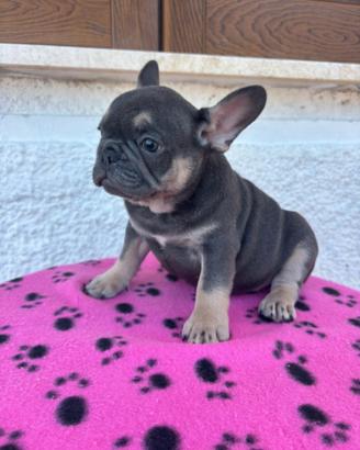 Cuccioli di bulldog francese