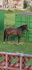 Quarter horse x appaloosa - castrone - 5 anni
