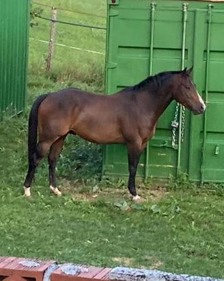 Quarter horse x appaloosa - castrone - 5 anni