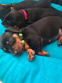 Cuccioli bassotto