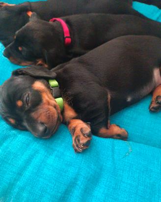 Cuccioli bassotto