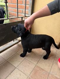 Labrador cuccioli