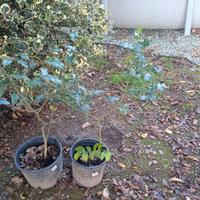2 piante di Ilex
