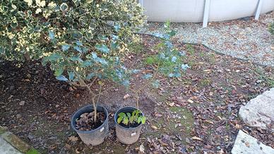 2 piante di Ilex