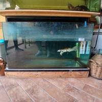 Acquari con tartarughe 