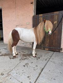 Pony mini shetland
