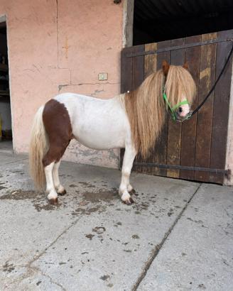 Pony mini shetland