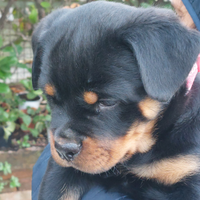 Rottweiler cuccioli