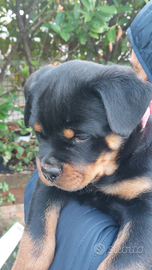 Rottweiler cuccioli