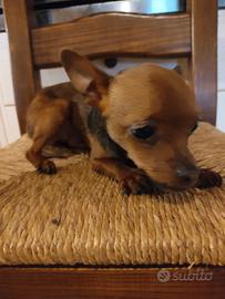 Cucciolo pinscher
