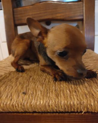 Cucciolo pinscher
