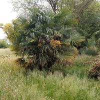 palme