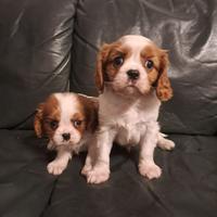 Maschietti di cavalier King