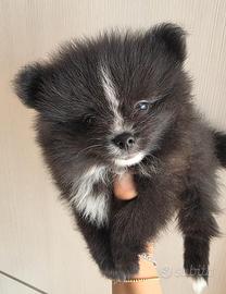 Spitz di Pomerania