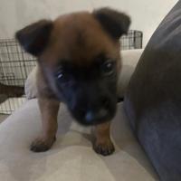 Cucciolo di Pastore Belga Malinois