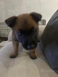 Cucciolo di Pastore Belga Malinois