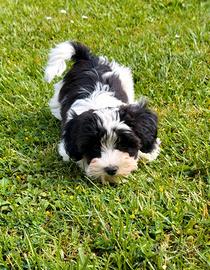 Bichon