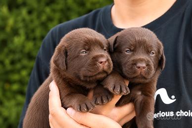 Cuccioli di labrador cioccolato