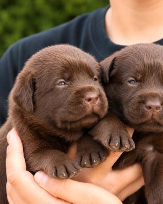 Cuccioli di labrador cioccolato